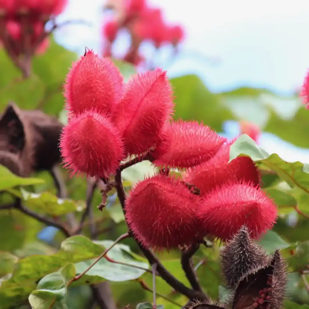 Sindoor Tree / Annatto Tree (સિંદૂર વૃક્ષ)